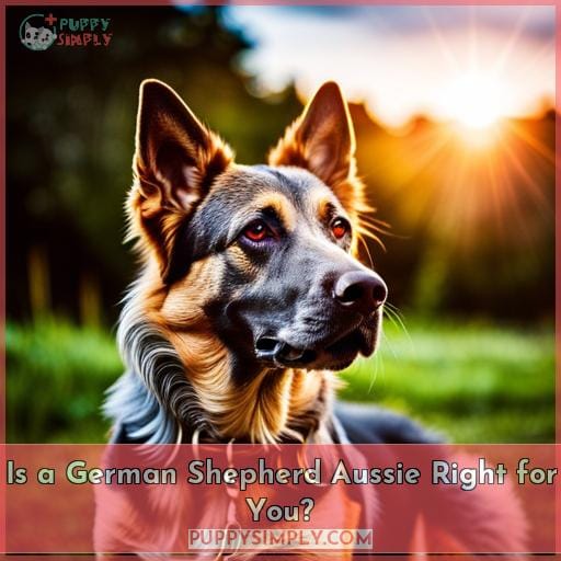 Is a German Shepherd Aussie Right for You