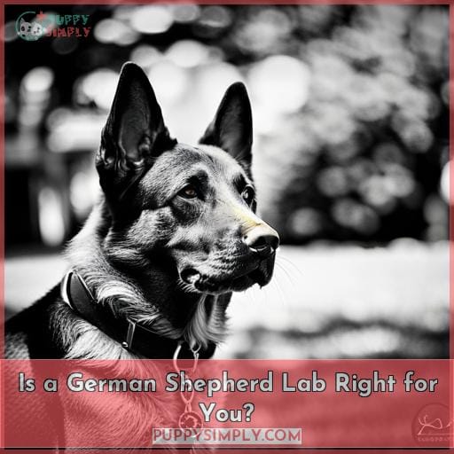Is a German Shepherd Lab Right for You