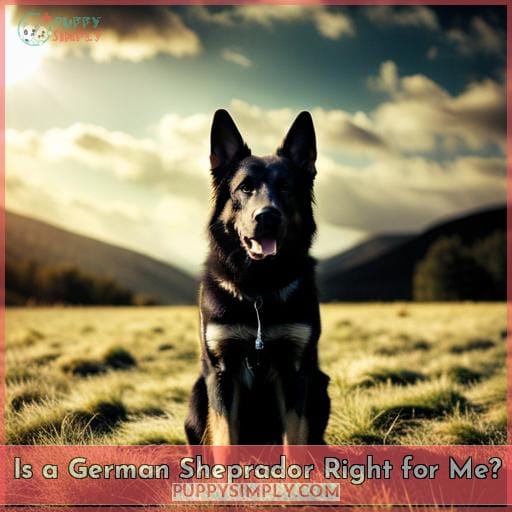 Is a German Sheprador Right for Me
