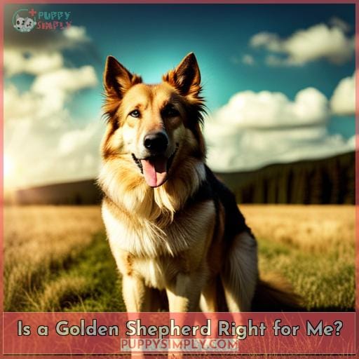 Is a Golden Shepherd Right for Me