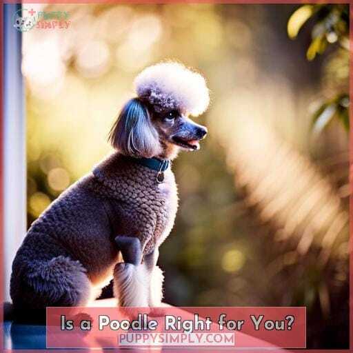 Is a Poodle Right for You Is a Poodle Right for You