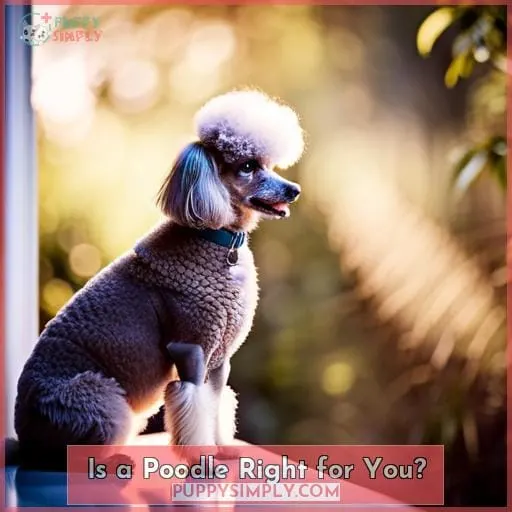 Is a Poodle Right for You