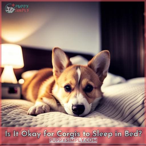 Is It Okay for Corgis to Sleep in Bed