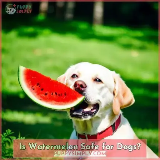 Is Watermelon Safe for Dogs