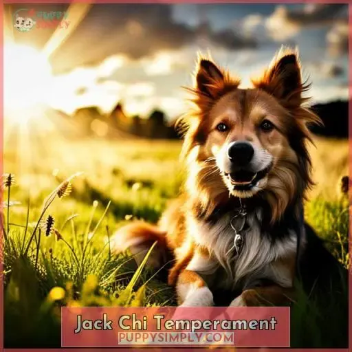 Jack Chi Temperament