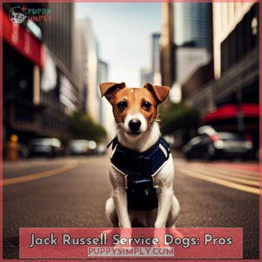Jack Russell Service Dogs: Pros Jack Russell Service Dogs: Pros