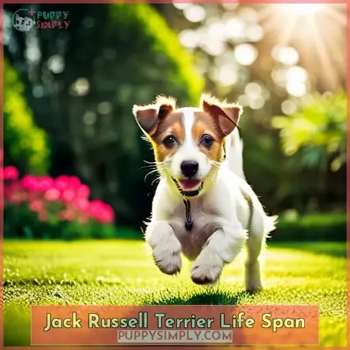 Jack Russell Terrier Life Span