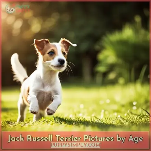 Jack Russell Terrier Pictures by Age