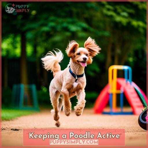 Keeping a Poodle Active Keeping a Poodle Active