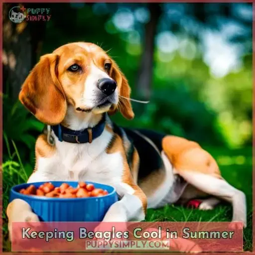 Keeping Beagles Cool in Summer