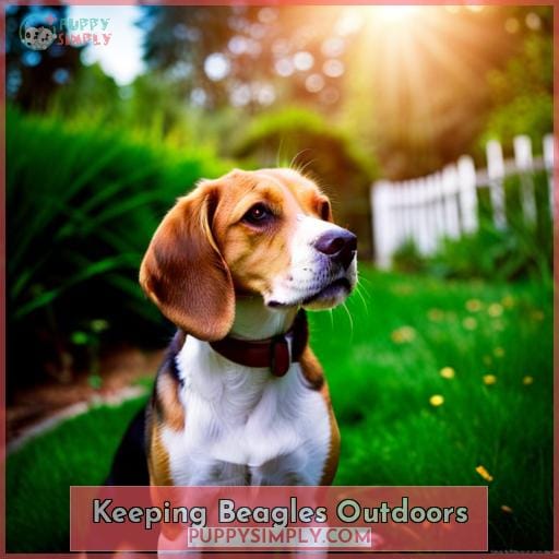 Keeping Beagles Outdoors