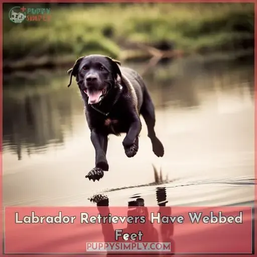 Labrador Retrievers Have Webbed Feet