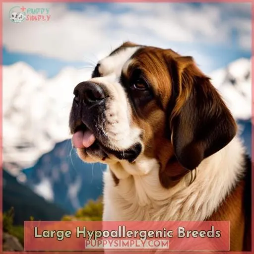 Large Hypoallergenic Breeds