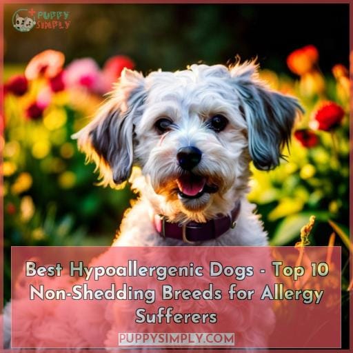 Best Hypoallergenic Dogs Top 10 NonShedding Breeds for Allergy Sufferers