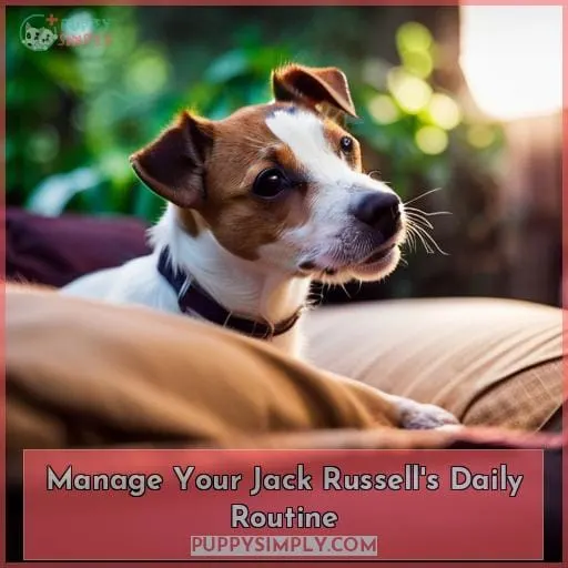 Manage Your Jack Russell
