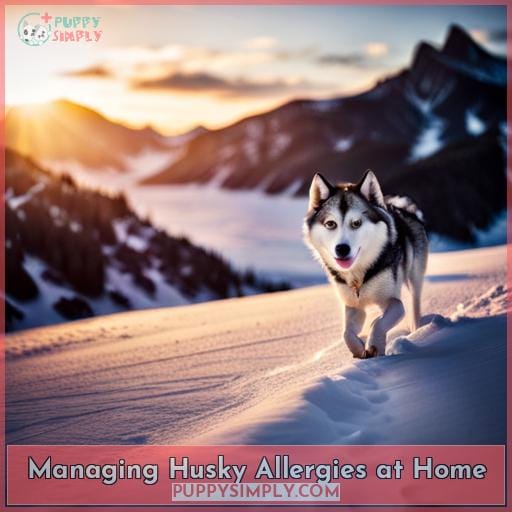 Managing Husky Allergies at Home Managing Husky Allergies at Home