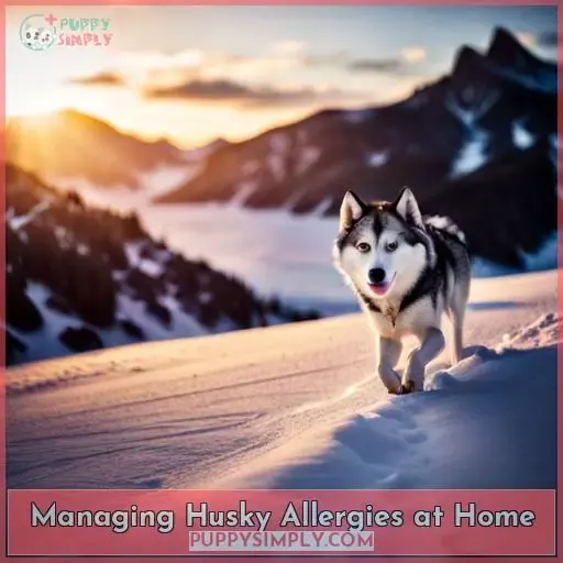 Managing Husky Allergies at Home