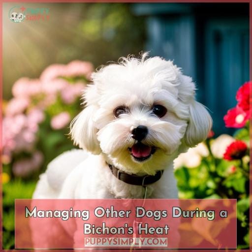 Managing Other Dogs During a Bichon