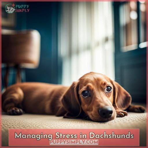 Managing Stress in Dachshunds
