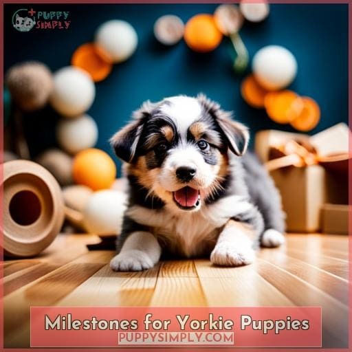 Milestones for Yorkie Puppies Milestones for Yorkie Puppies