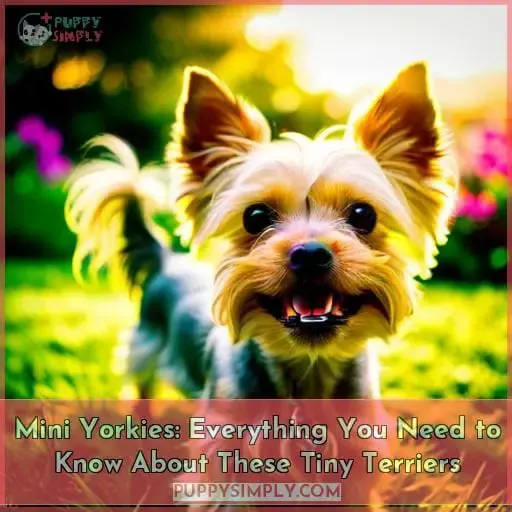 mini yorkshire terriers everything you could want to know