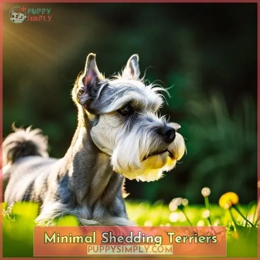 Minimal Shedding Terriers