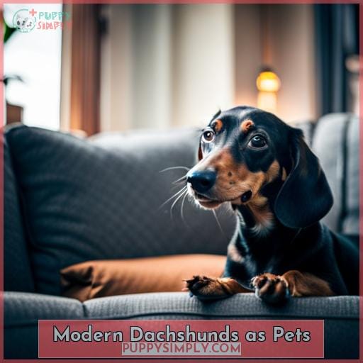Modern Dachshunds as Pets