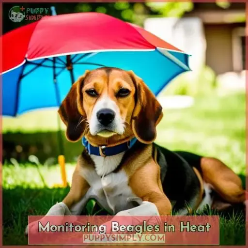 Monitoring Beagles in Heat