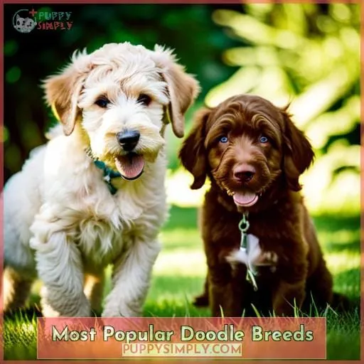 Most Popular Doodle Breeds