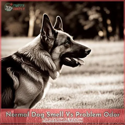 Normal Dog Smell Vs Problem Odor