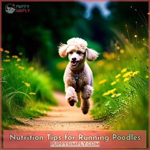 Nutrition Tips for Running Poodles Nutrition Tips for Running Poodles