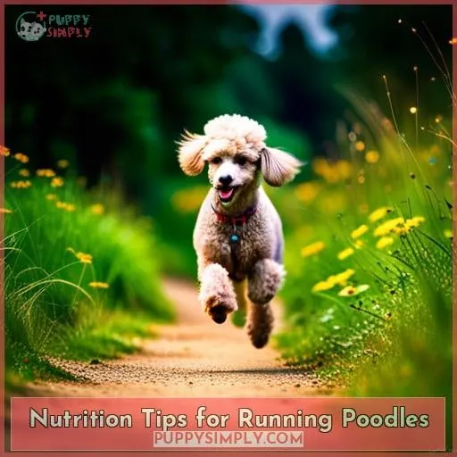 Nutrition Tips for Running Poodles