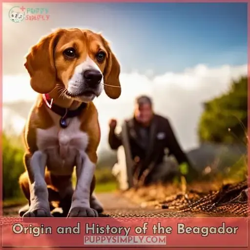 Origin and History of the Beagador