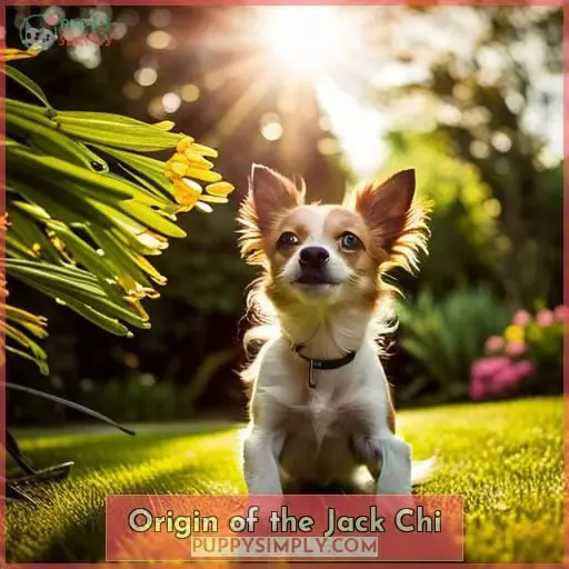 Origin of the Jack Chi