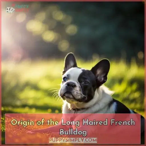 Origin of the Long Haired French Bulldog