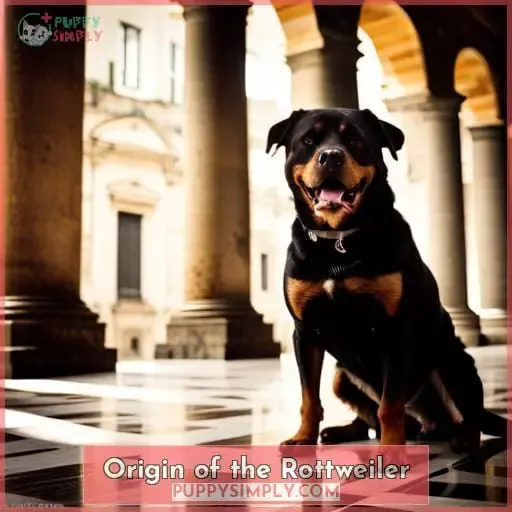 Origin of the Rottweiler
