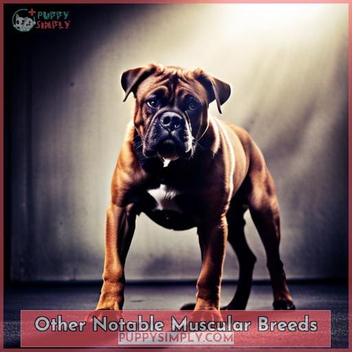 Other Notable Muscular Breeds