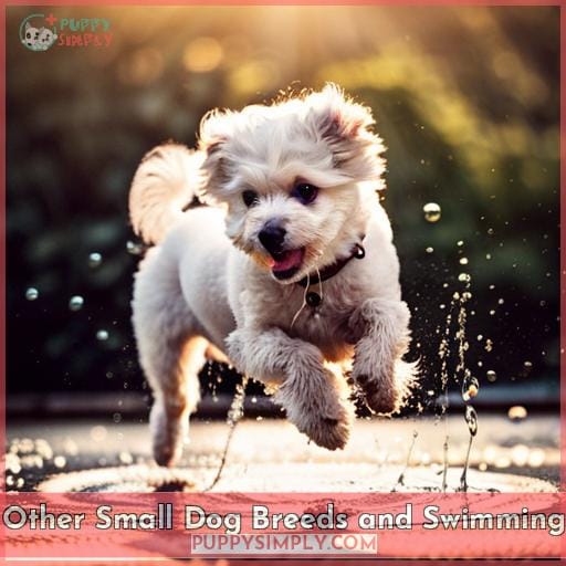 Other Small Dog Breeds and Swimming