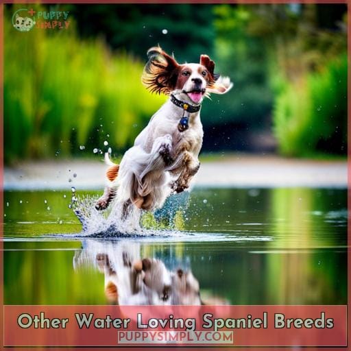 Other Water Loving Spaniel Breeds