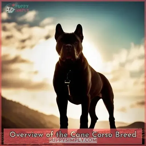 Overview of the Cane Corso Breed