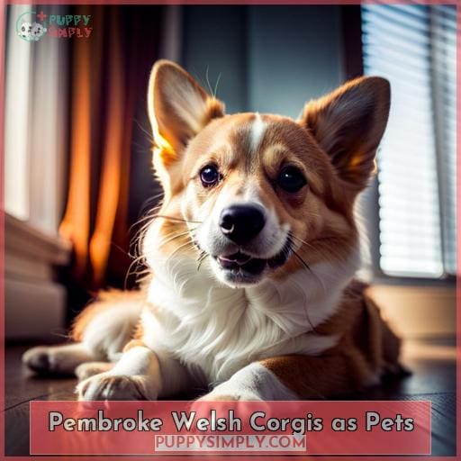 Pembroke Welsh Corgis as Pets