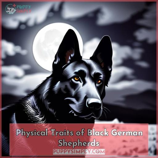 Physical Traits of Black German Shepherds