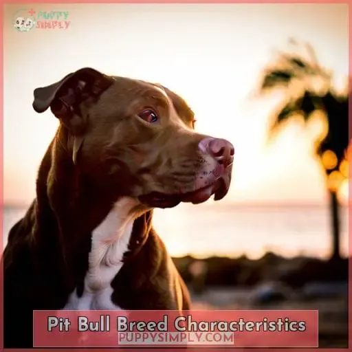 Pit Bull Breed Characteristics
