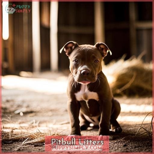 Pitbull Litters Pitbull Litters