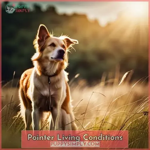 Pointer Living Conditions