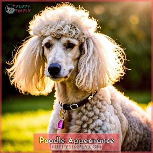 Poodle Appearance Poodle Appearance