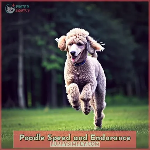 Poodle Speed and Endurance