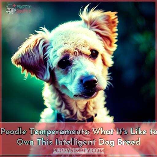 poodle temperament whats it like owning one poodle temperament whats it like owning one