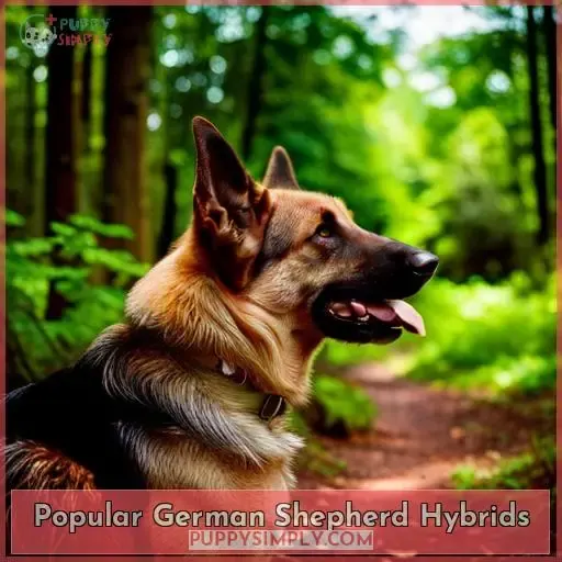 Popular German Shepherd Hybrids