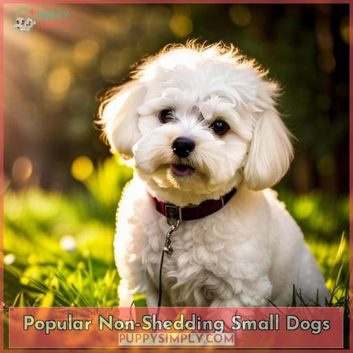 Best Hypoallergenic Small Dogs That Don't Shed - Top 10 Non-Shedding Breeds